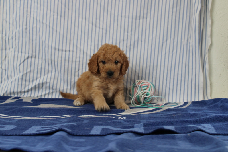 puppy, for, sale, Mini Golden Doodle F1, Matthew B. Stoltzfus, dog, breeder, Gap, PA, dog-breeder, puppy-for-sale, forsale, nearby, find, puppyfind, locator, puppylocator, aca